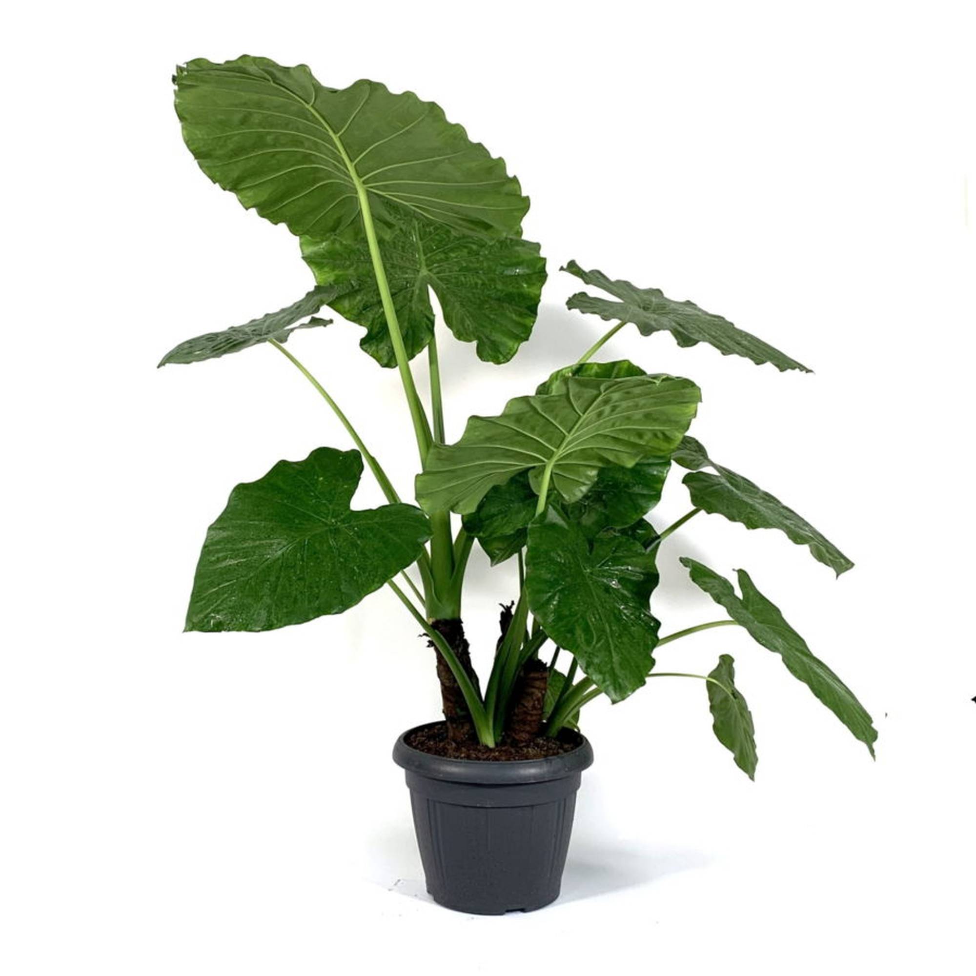 Alocasia Tai Voi Lá To: Đặc Điểm, Ý Nghĩa Phong Thủy Và Cách Chăm Sóc Từ A-Z