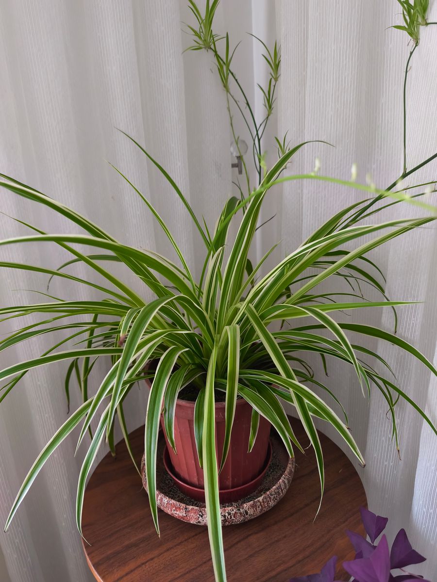 Cỏ lan chi để bàn (cây nhện)
