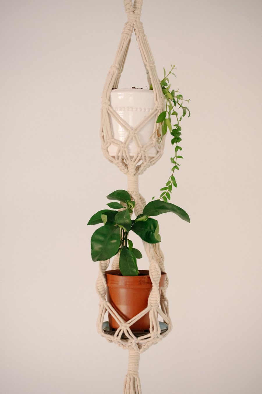Giỏ treo chuỗi ngọc (String of Pearls)