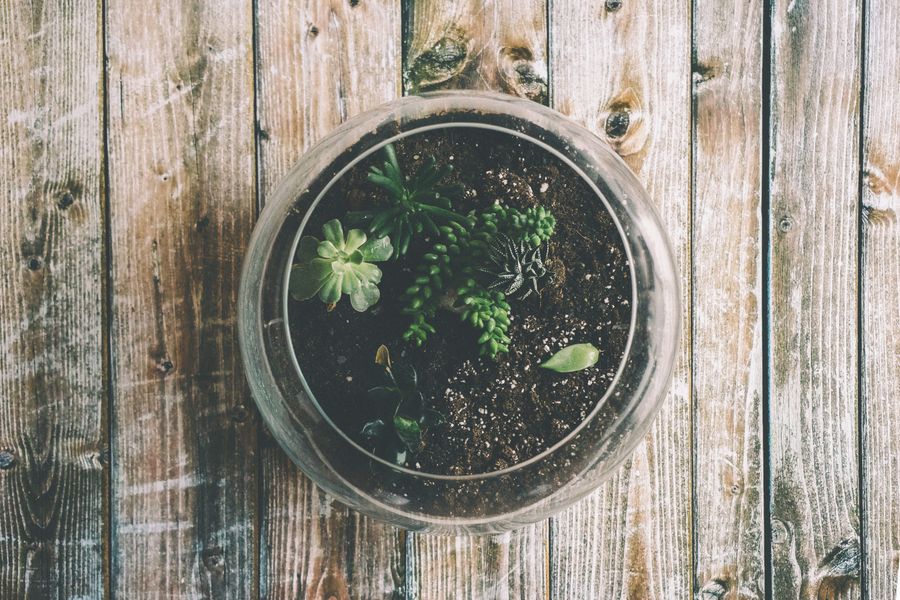 Terrarium mini trong hũ kính