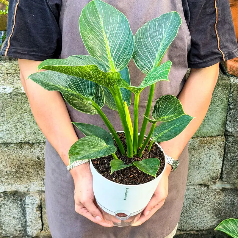 Trầu bà đế vương kim cương