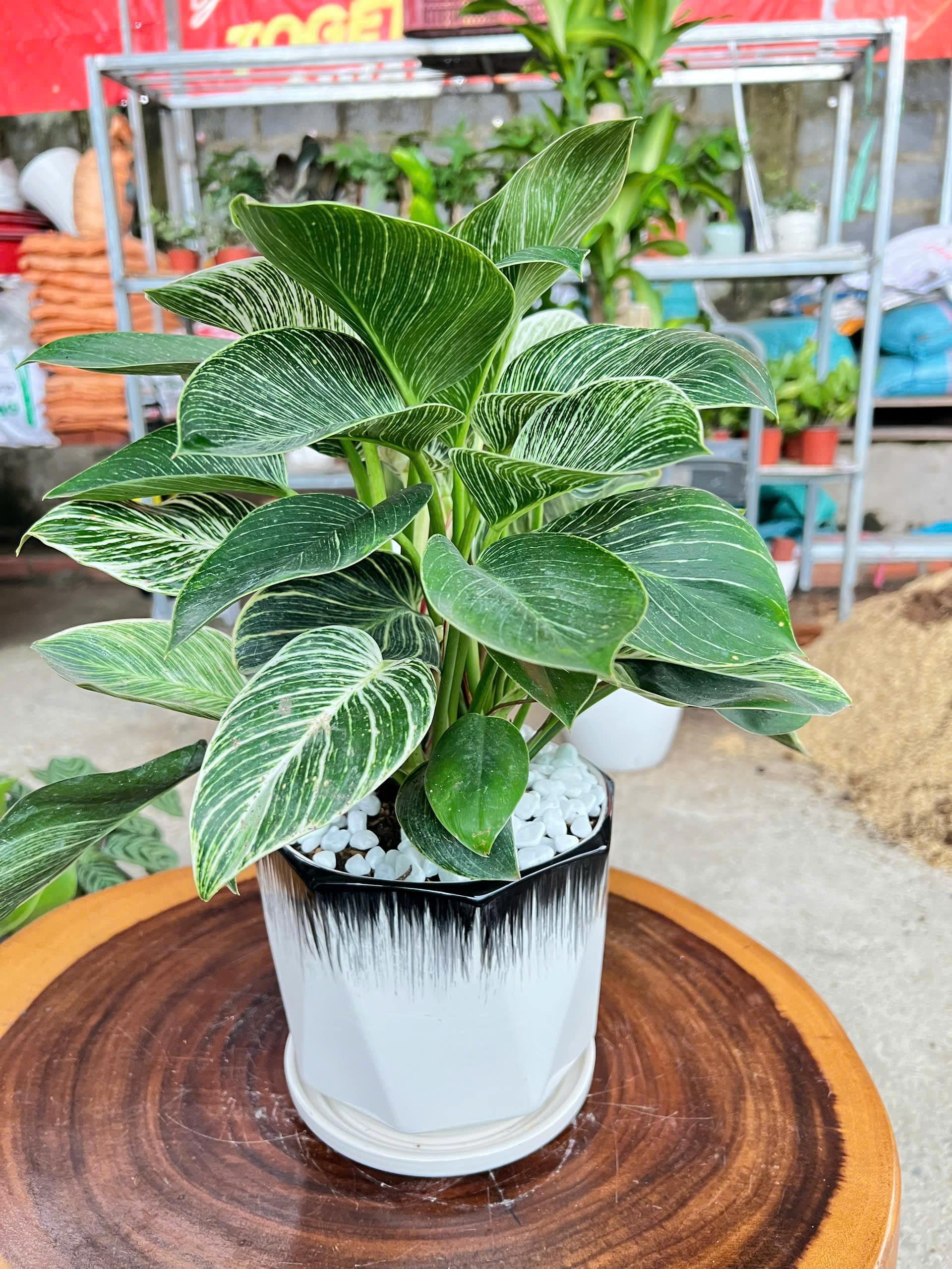 Trầu bà đế vương kim cương