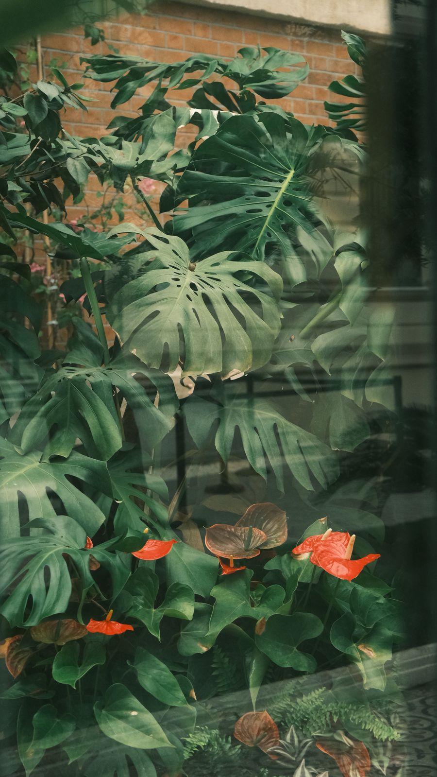 Trầu bà Monstera lá xẻ