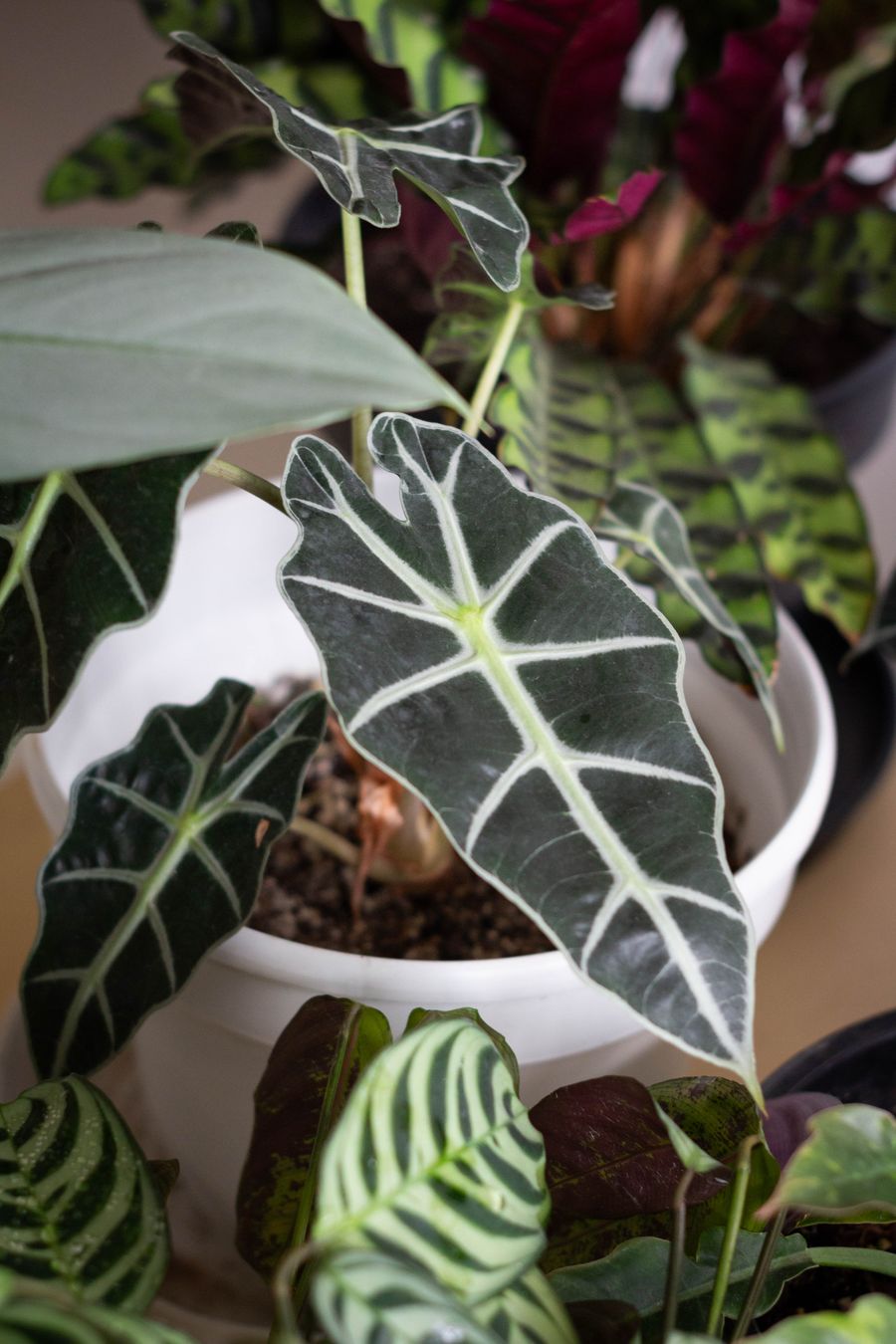 Alocasia lá voi tai to