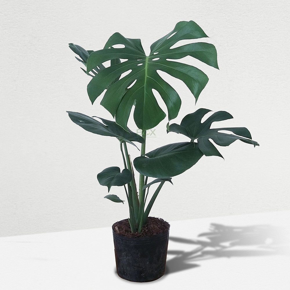 Trầu bà Monstera lá xẻ