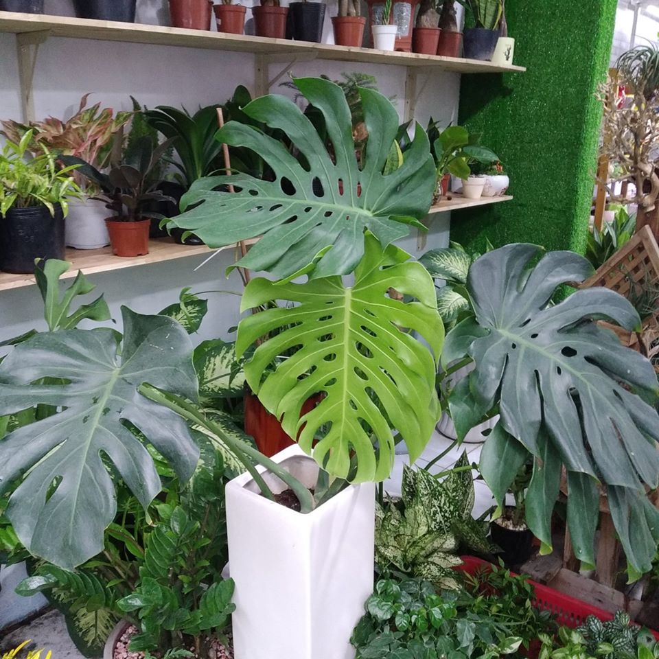 Trầu bà Monstera lá xẻ