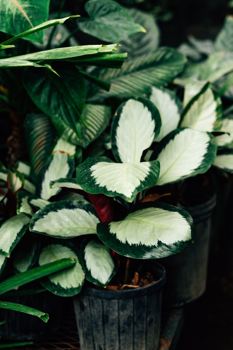 Calathea vân lá nhung