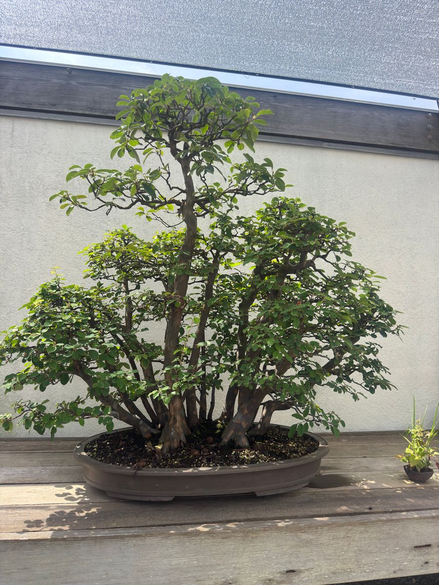 Bonsai tùng la hán mini
