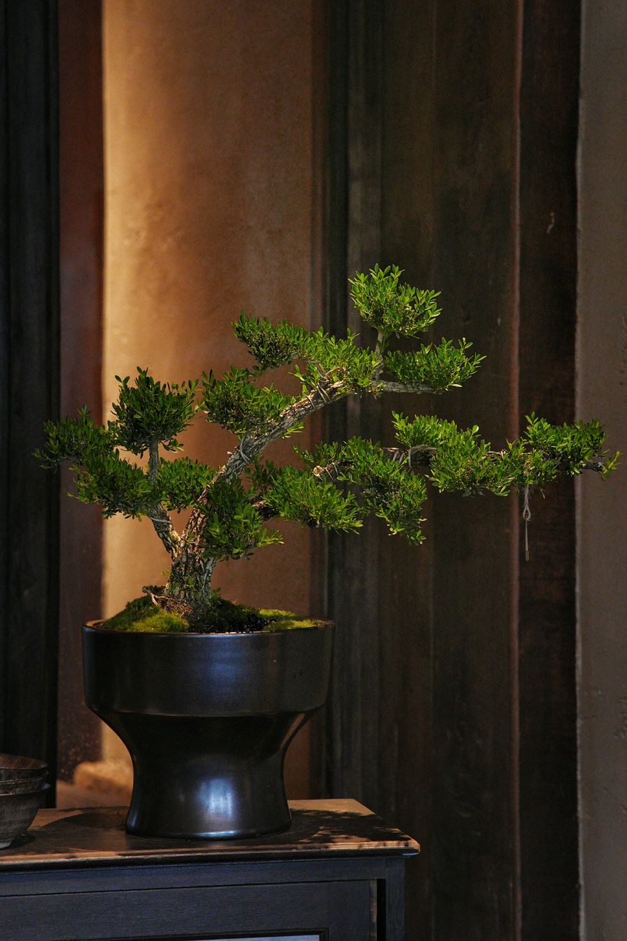  Bonsai Tùng La Hán Mini