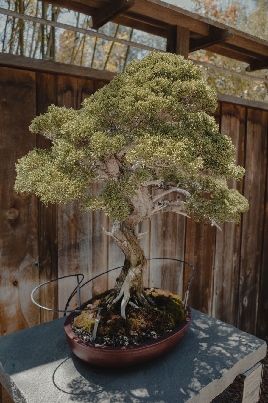 Bonsai cổ thụ dáng huyền