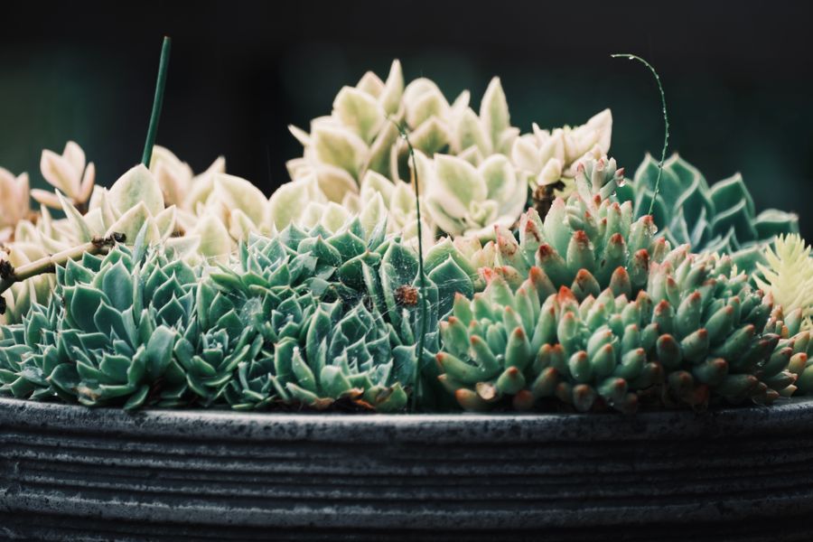 Xương rồng Agave dáng sao
