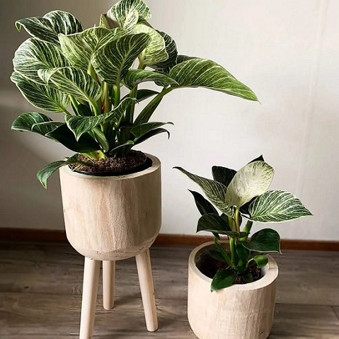 Trầu bà đế vương kim cương để bàn