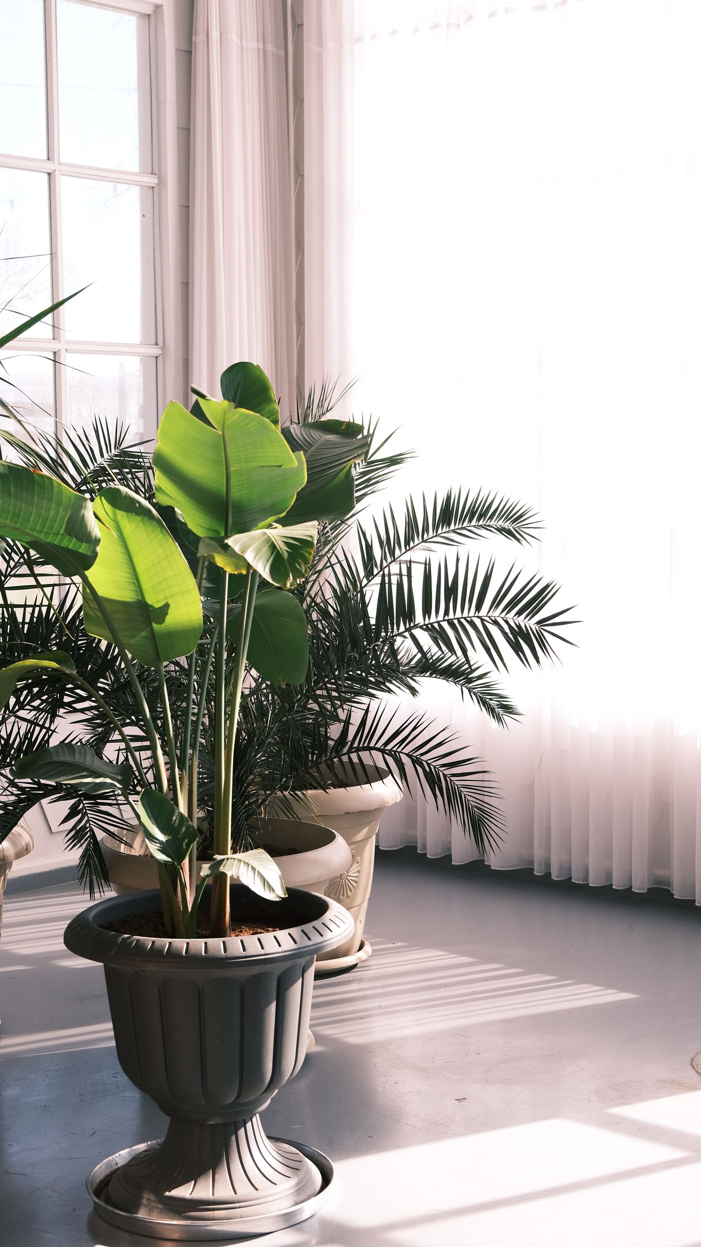 Góc phòng khách đón nắng với cây lá lớn