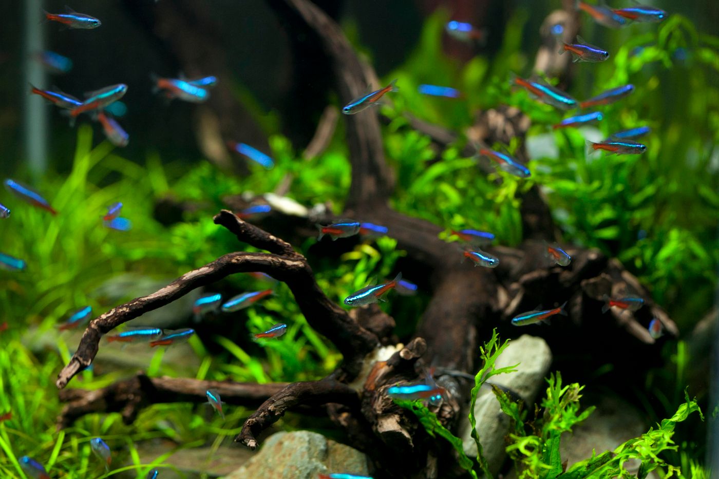 Góc hồ cá Neon giữa rừng lũa