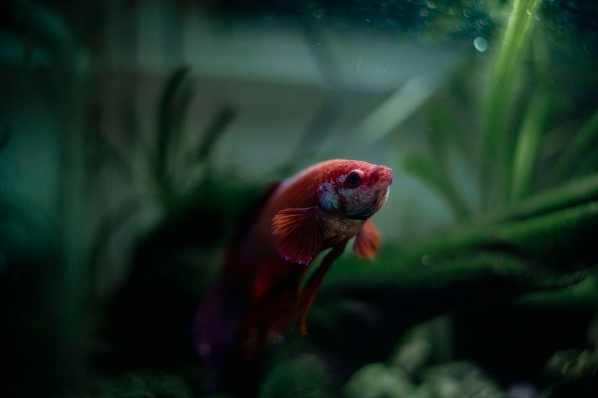 Góc cá Betta giữa cây thủy sinh