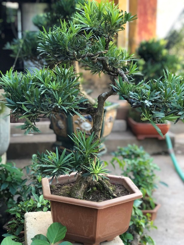  Bonsai Tùng La Hán Mini