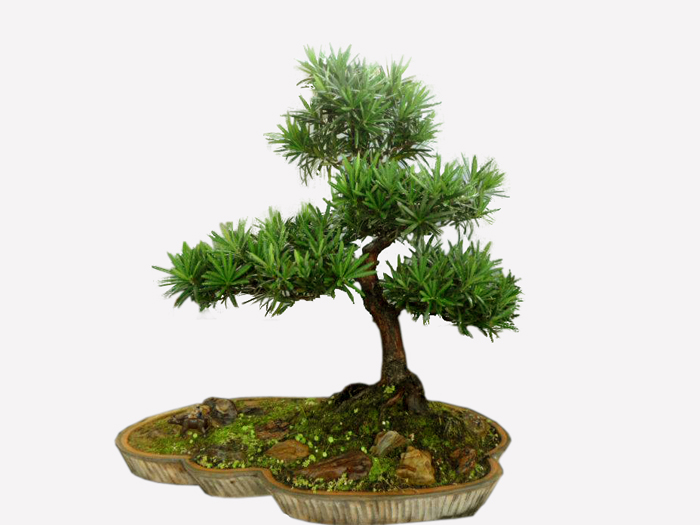Dạng lá kim dẹt
