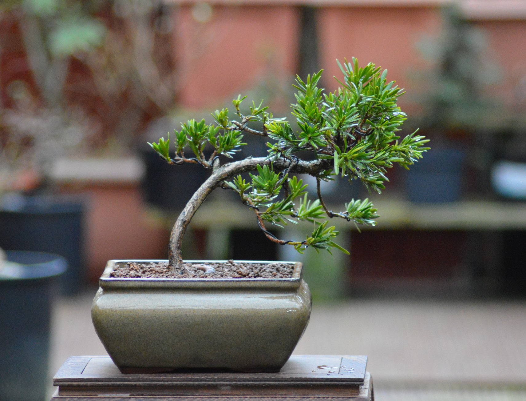 Bonsai Tùng La Hán Mini: Đặc Điểm, Ý Nghĩa Phong Thủy Và Cách Chăm Sóc Từ A-Z