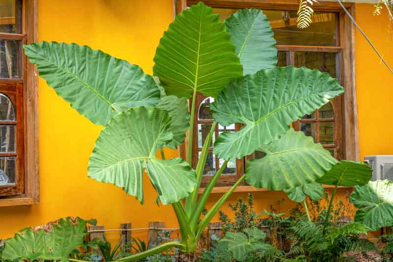 Alocasia lá voi tai to