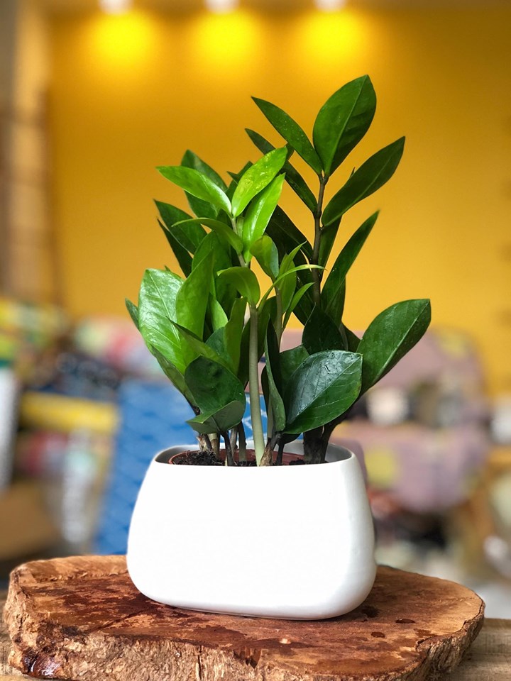 Kim tiền phong thuỷ để bàn