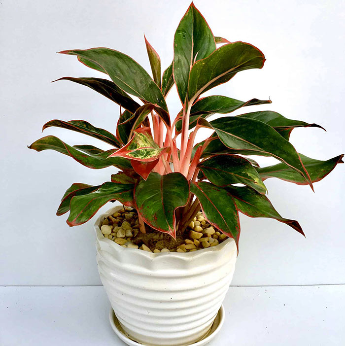 Cây Phú Quý Để Bàn (Aglaonema Red)