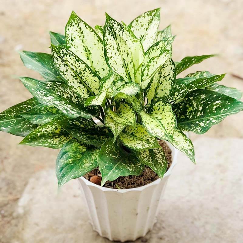 Cây Ngọc Ngân Để Bàn (Aglaonema)