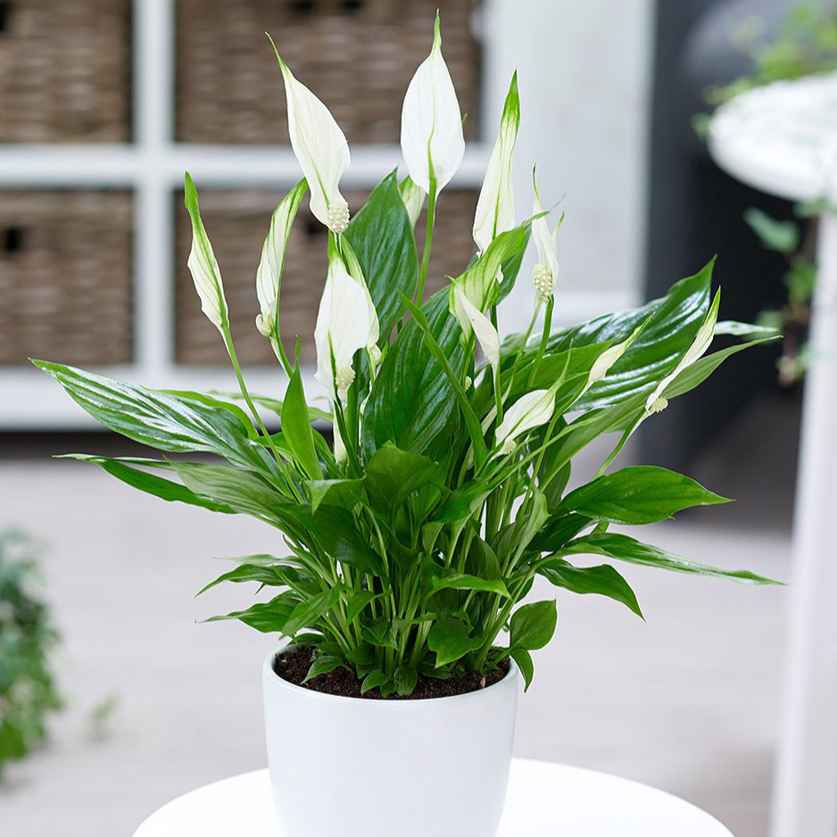Cây Lan Ý Để Bàn (Spathiphyllum)