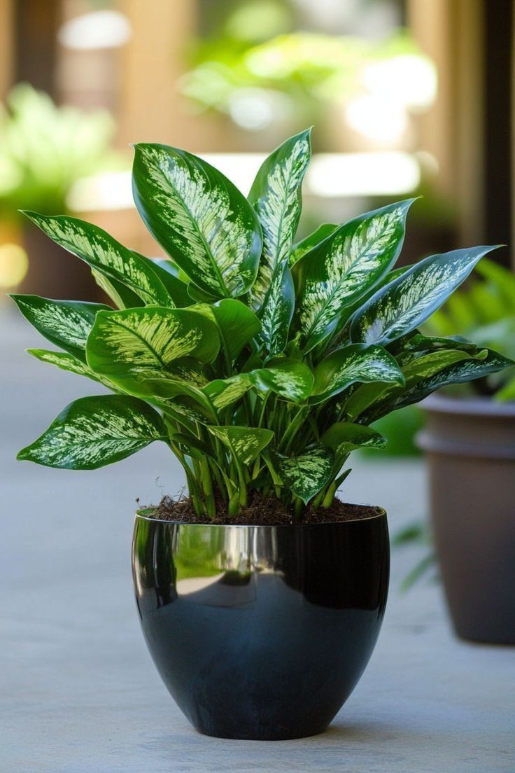 Cây Ngọc Ngân Để Bàn (Aglaonema)