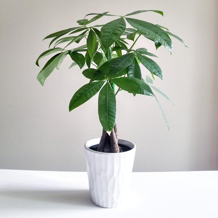 Cây Kim Ngân Để Bàn (Pachira Aquatica)