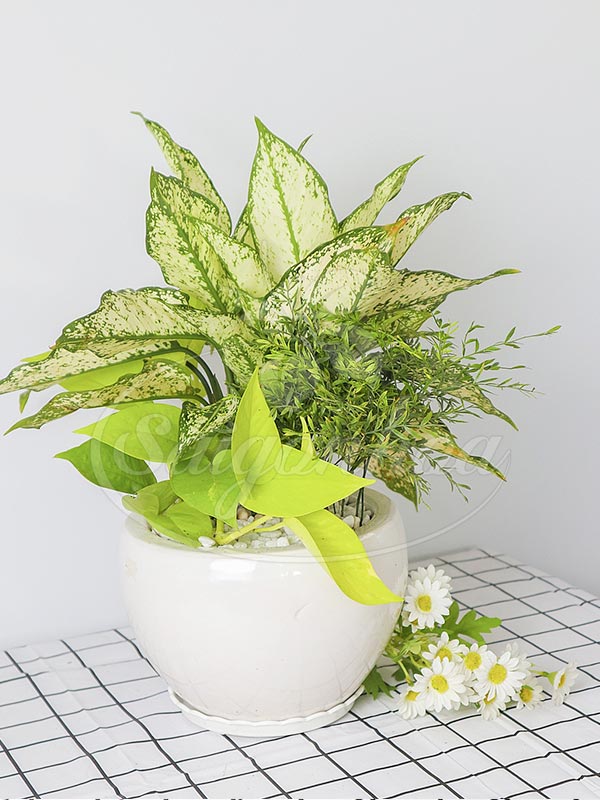 Cây Ngọc Ngân Để Bàn (Aglaonema)